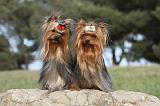 YORKSHIRE TERRIER 377